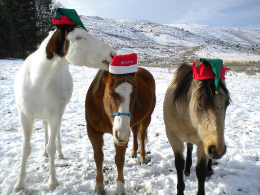 I don't want a lot for Christmas... although Equi Craft Ltd meets all your festive Xmas gifting needs!
