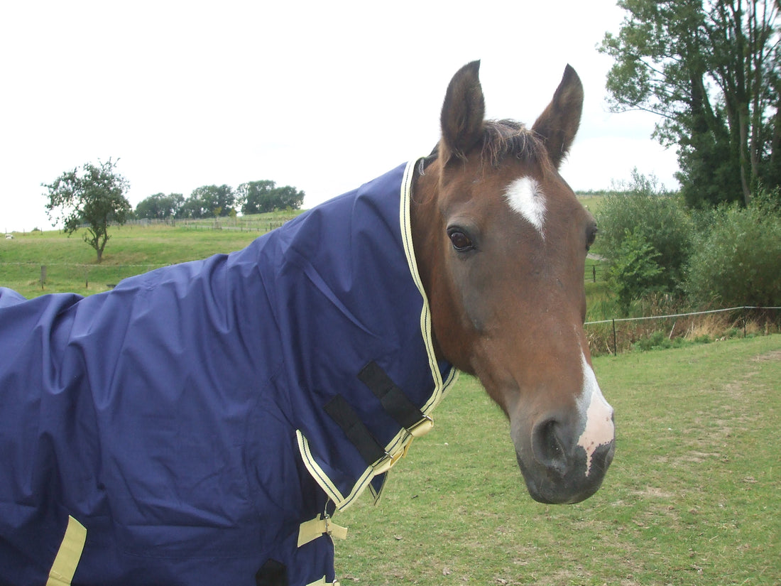 Rugging horses and ponies in autumn