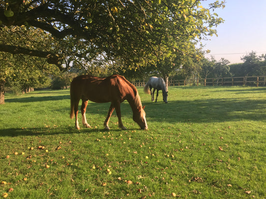 Cool horsey grooming products for autumn