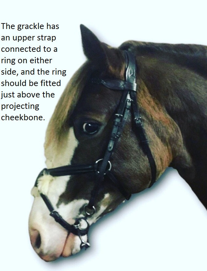 All about grackle bridles (grackle nosebands)