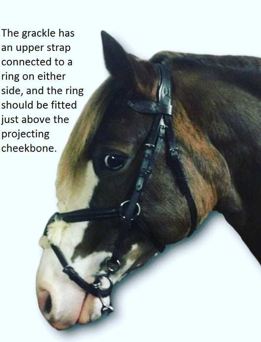 All about grackle bridles (grackle nosebands)